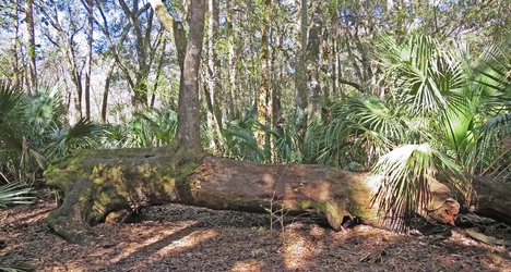 Hontoon Island State Park | DeLand, Florida