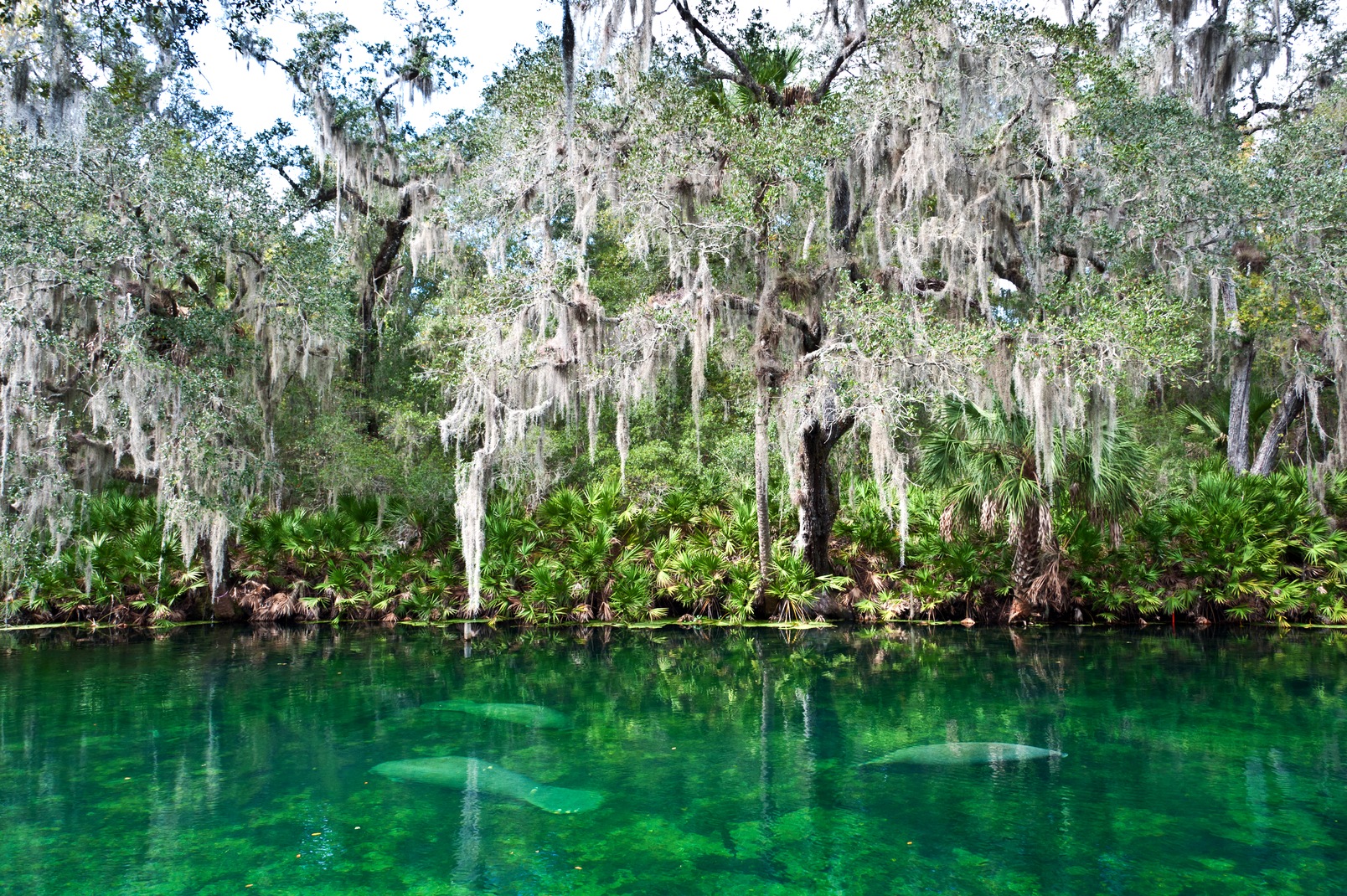 Visit Central Florida The Beautiful Springs Of Deland