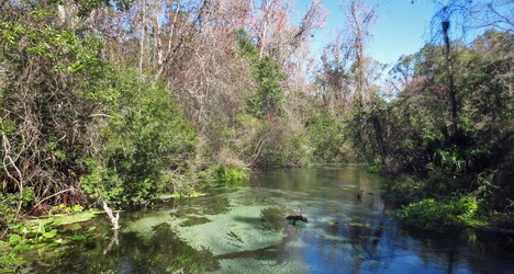 Escape to Serenity: A Guide to Rock Springs Run State Reserve